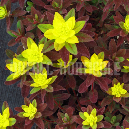 image de Euphorbia polychroma Bonfire