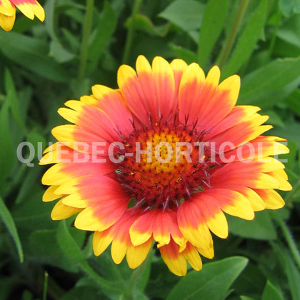 image de Gaillardia x grandiflora Bijou