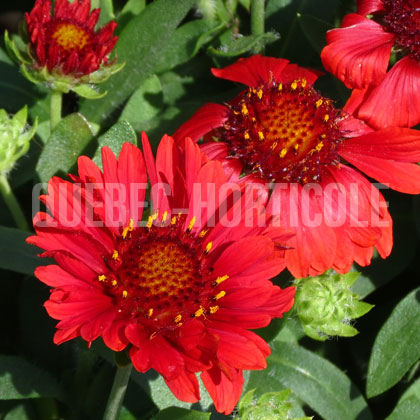 image de Gaillardia x grandiflora Celebration