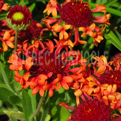 image de Gaillardia x grandiflora Fanfare Blaze