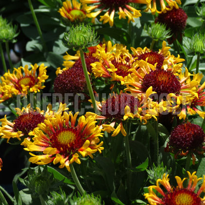 image de Gaillardia x grandiflora Fanfare Citronella