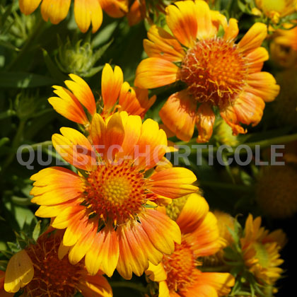 image de Gaillardia x grandiflora Mesa™ Peach