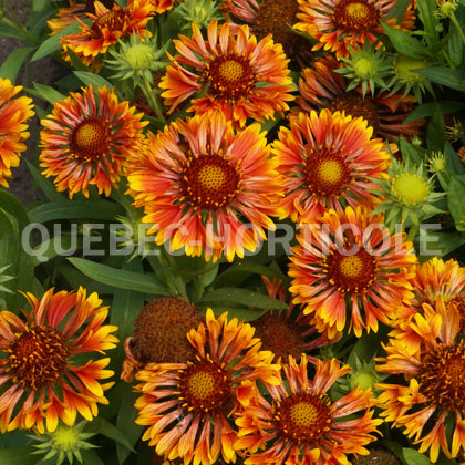 image de Gaillardia SpinTop™ Copper Sun