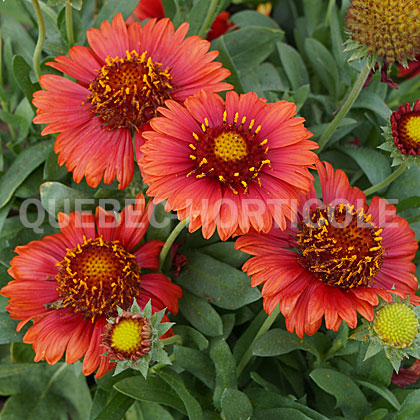 image de Gaillardia aristata SpinTop Red