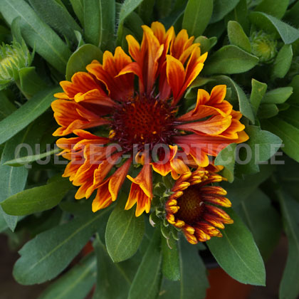 image de Gaillardia SpinTop Yellow Touch