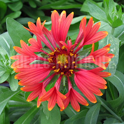 image de Gaillardia x grandiflora Sun Devil