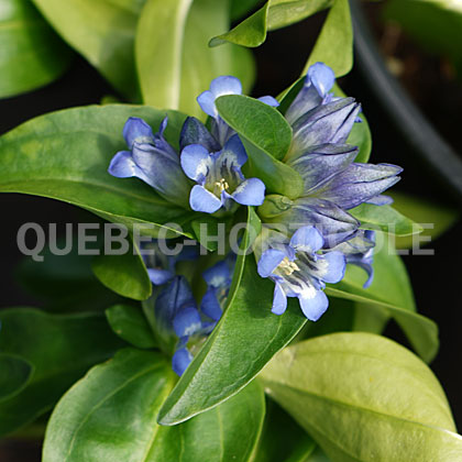 image de Gentiana cruciata Blue Cross