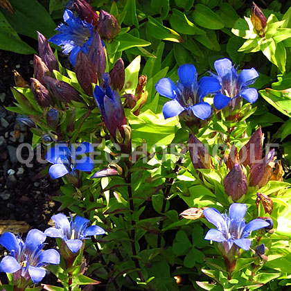 image de Gentiana septemfida lagodoechiana 