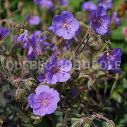 image de Geranium pratense Boom Chocolatta