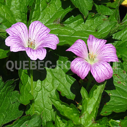 image de Geranium x oxionianum Claridge Druce