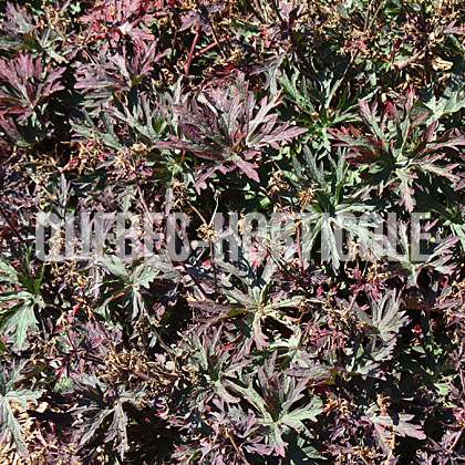 image de Geranium pratense Dark Reiter