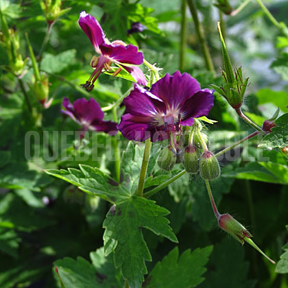 image de Geranium phaeum Shadowlight