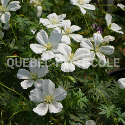 image de Geranium sanguineum Album