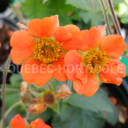 image de Geum Rustico™ Orange