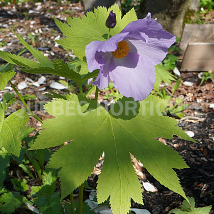 image de Glaucidium palmatum 