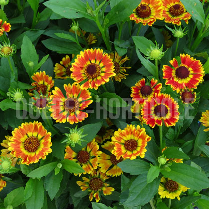 image de Helenium autumnale Mariachi® Fuego