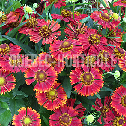 image de Helenium autumnale Mariachi™ Siesta