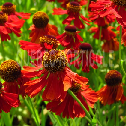 image de Helenium x Moerheim Beauty