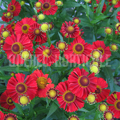 image de Helenium x Ruby Tuesday