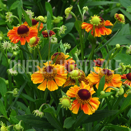 image de Helenium autumnale Western Mixture