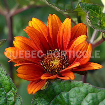 image de Heliopsis helianthoides scabra Bleeding Hearts