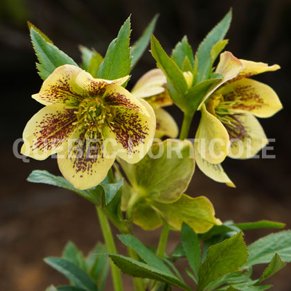 image de Helleborus Honey Moon® Rio Carnival