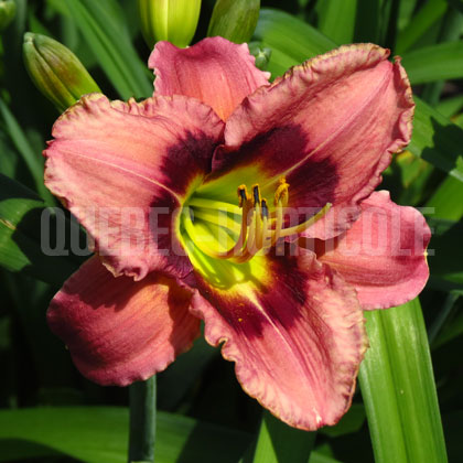 image de Hemerocallis Always Afternoon