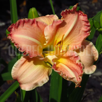 image de Hemerocallis Antique Rose