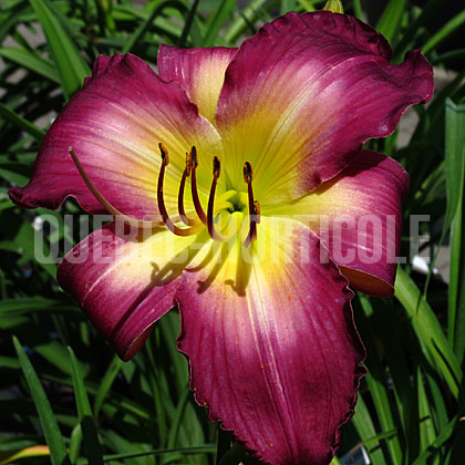 image de Hemerocallis Arbor Shadow