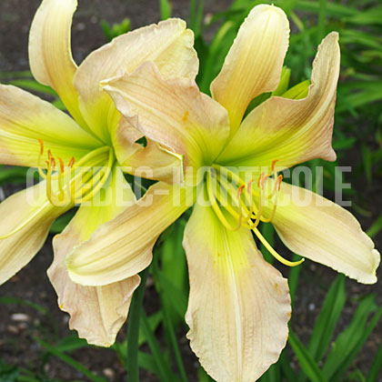 image de Hemerocallis Asterisk