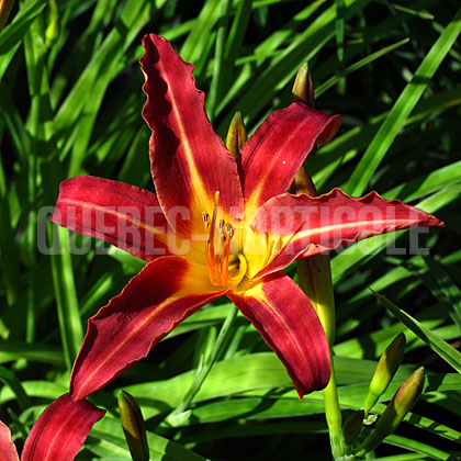 image de Hemerocallis Autumn Red