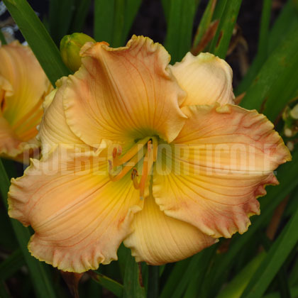 image de Hemerocallis Autumn Wood