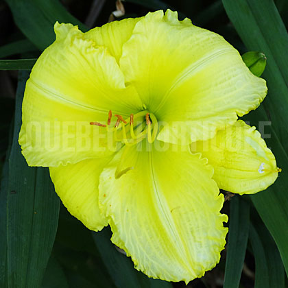 image de Hemerocallis Beauty to Behold