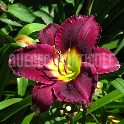 image de Hemerocallis Bela Lugosi