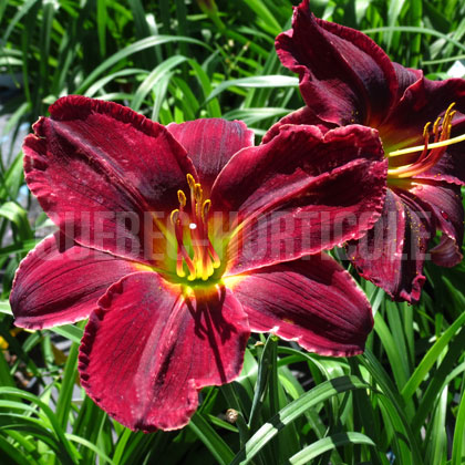 image de Hemerocallis Best Beau