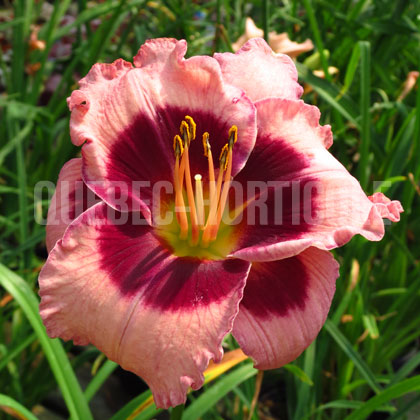 image de Hemerocallis Big City Eye