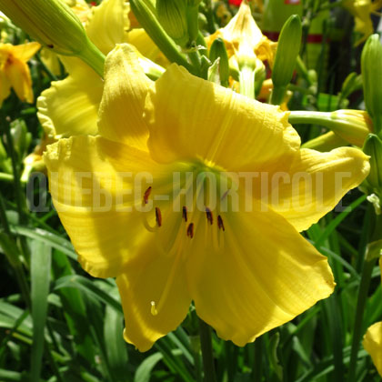 image de Hemerocallis Big Time Happy