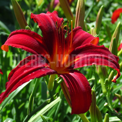 image de Hemerocallis Bourbon King