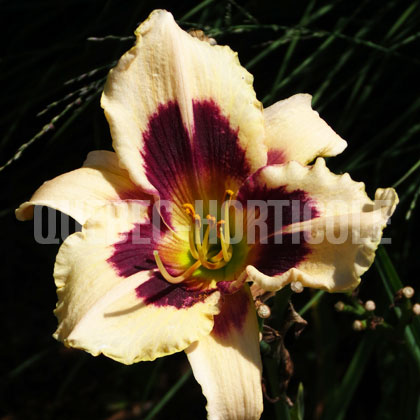 image de Hemerocallis Canadian Border Patrol