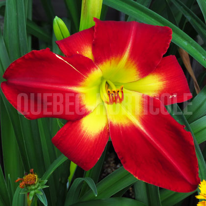 image de Hemerocallis Cherokee Star