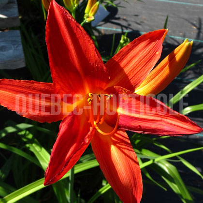 image de Hemerocallis Chicago Fire