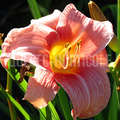 image de Hemerocallis Chicago Rosy