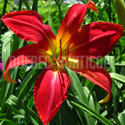 image de Hemerocallis Christmas Ribbon