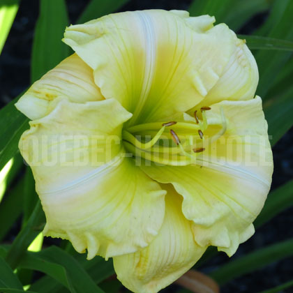 image de Hemerocallis Dan Tau