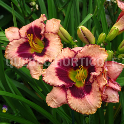 image de Hemerocallis Daring Deception