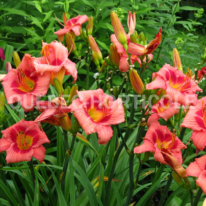 image de Hemerocallis Decatur Cherry Smash