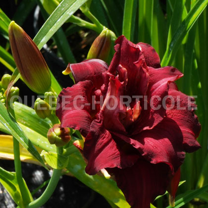 image de Hemerocallis Double Pardon Me