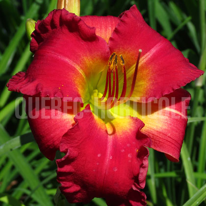 image de Hemerocallis Earlybird Cardinal