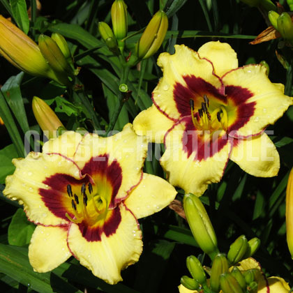 image de Hemerocallis El Desperado