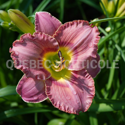 image de Hemerocallis Elegant Candy